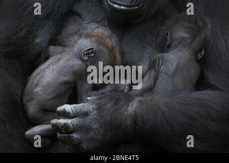 Western Lowland gorilla (Gorilla gorilla gorilla) gemelle di età 45 giorni che dormono nelle braccia della madre, in cattività, si verifica in Africa centrale. Fine critica Foto Stock