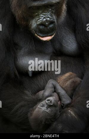 Nella pianura occidentale gorilla (Gorilla gorilla gorilla) madre con bambini gemelli di età 45 giorni che riposano in armi, in cattività, si verifica in Africa Centrale. Criticamente e. Foto Stock