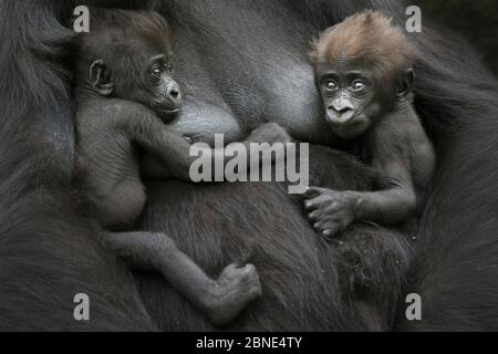 Western Lowland gorilla (Gorilla gorilla gorilla) gemelle di età 45 giorni che riposano sul petto della madre, in cattività, si verifica in Africa Centrale. Fine critica Foto Stock