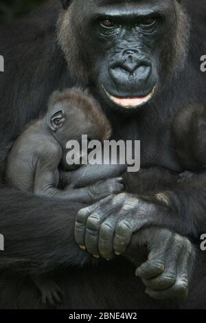 Gorilla della pianura occidentale (gorilla gorilla) bambino di età 45 giorni, dormendo nelle braccia della madre, in cattività, si verifica in Africa centrale. In pericolo critico Foto Stock