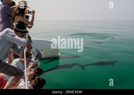 I turisti a guardare i delfini (tursiops truncatus) in corrispondenza della superficie, estuario del Sado, Portogallo. Luglio 2014. Foto Stock