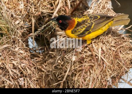 Tessitore a testa nera (Ploceus melanocephalus) nido di costruzione maschile, Guinea Bissau. Foto Stock