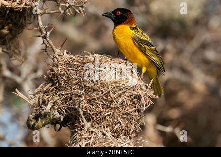 Tessitore a testa nera (Ploceus melanocephalus) nido di costruzione maschile, Guinea Bissau. Foto Stock