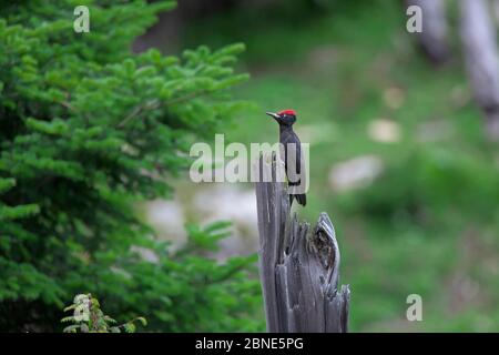 Picchio nero (Dryocopus martius) sul posto, Parco Nazionale di Basongcuo, altopiano Qinghai-Tibet, Tibet Foto Stock