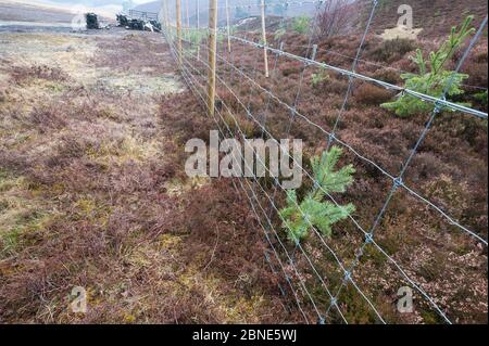 Piantagione di pino scozzese (Pinus sylvestris), in mezzo al filo, Cairngorms National Park, Scozia, marzo. Foto Stock