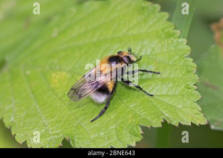 Female Hoverfly (Volucella bombilans) un mimico bumblebee, Brockley Cemetery, Lewisham, Londra, Regno Unito. Giugno Foto Stock