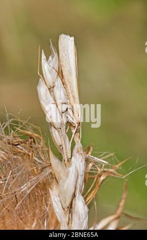 Falda comune (Agriphila tristella) mimetata, Parco Naturale Sutcliffe, Londra. Foto Stock