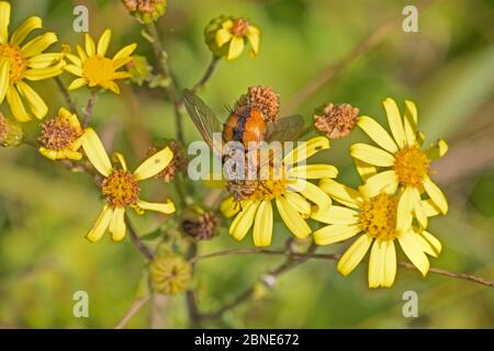 Tachinid fly (Tachina fera) che si nutre di ragwart Hutchinson's Bank, New Addington, Londra settembre Foto Stock