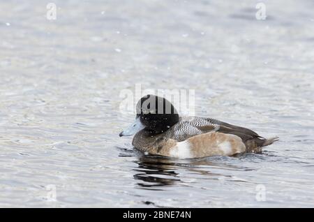 Maup maschile maggiore (Aythya marila) in acqua, Hokkaido, Giappone, febbraio. Foto Stock