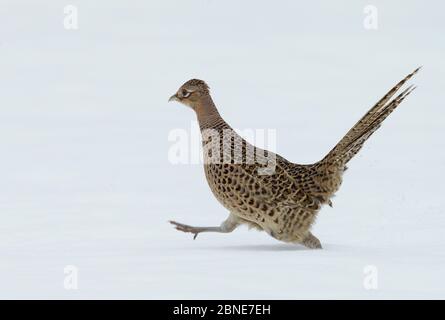 Female Phasant (Phasianus colchicus) che cammina attraverso la neve, Kauhajoki, Finlandia, gennaio. Foto Stock