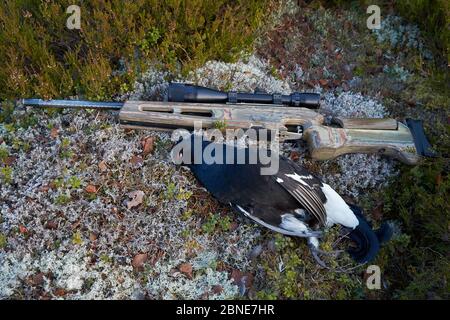 Dead maschio Nero Grouse Tetrao / Lyrurus tetrix) accanto al fucile, Kauhajoki, Finlandia, ottobre. Foto Stock