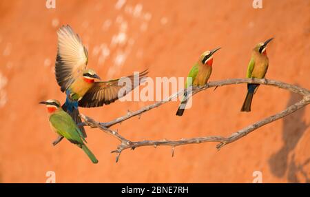 Le api-mangiatoie (bullockoides di Merops) con facciata bianca sono appollaiate vicino al Parco Nazionale di Chobe, Botswana. Foto Stock