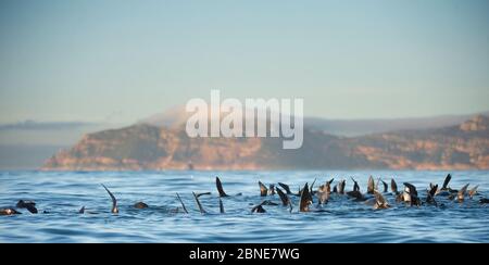 Foche da pelliccia sudafricane (Arctocephalus pusillus pusillus) gruppo che nuota vicino, superficie per regolare la postura in un comportamento noto come 'sailing'. False Bay, Foto Stock