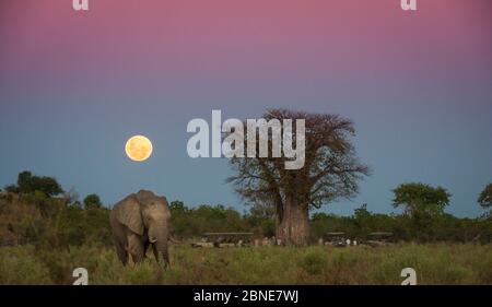 Elefante africano (Loxodonta africana) che pascolano in un campo aperto con una luna piena che sorge vicino all'albero di Baobab (Adansonia digitata). Con turisti in safari Foto Stock