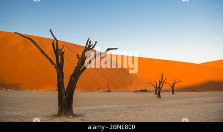 Morti antichi alberi Camelthorn (Vachellia erioloba) con dune di sabbia del deserto del Namib, Deadvlei, Sossusvlei, Namibia. Foto Stock