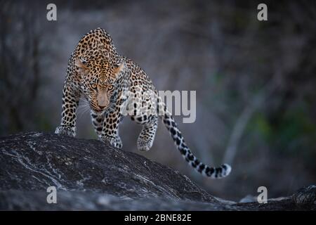 Leopardo (Panthera pardus) maschio che cammina su una roccia. Greater Kruger National Park, Sudafrica, luglio. Foto Stock