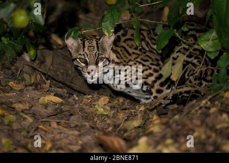 Ocelot (Felis pardalis) Pantanal, Brasile. Foto Stock