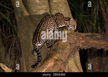 Ocelot (Felis pardalis) Pantanal, Brasile. Foto Stock