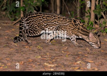 Ocelot (Felis pardalis) Pantanal, Brasile. Foto Stock