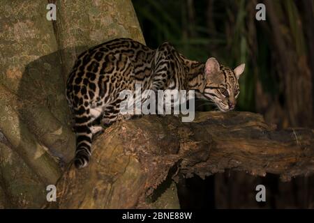 Ocelot (Felis pardalis) Pantanal, Brasile. Foto Stock