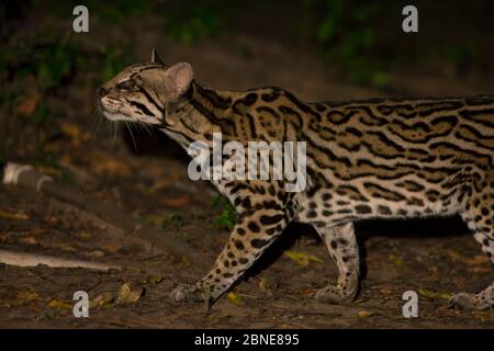 Ocelot (Felis pardalis) Pantanal, Brasile. Foto Stock