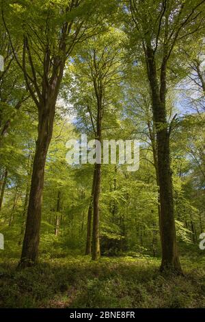 Faggi (Fagus sylvatica) nella foresta di Hesdin, Pas De Calais, Francia. Aprile. Foto Stock