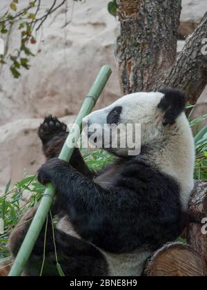 Allegro panda bianco e nero mangia bambù. Foto Stock