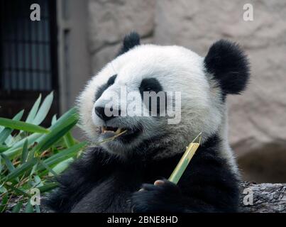 Allegro panda bianco e nero mangia bambù. Foto Stock