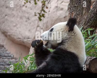 Allegro panda bianco e nero mangia bambù. Foto Stock