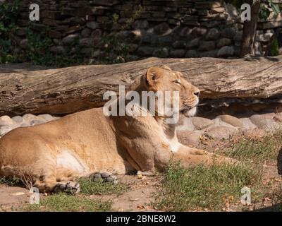 Ritratto leonessa crogiolarsi sotto il caldo sole dopo cena. Foto Stock