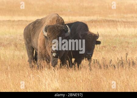 bufalo americano (bisonte bisonte) toro con mucca allevato lontano dal gruppo principale e che la protegge, Wind Cave National Park, South Dakota, USA, settembre. Foto Stock