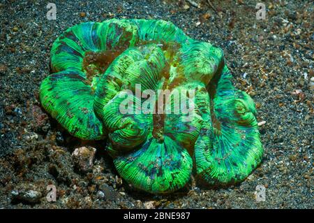 Corallo cerebrale aperto/piegato (Trachyphyllia geoffroyi) i colori vivaci sono causati dalle zooxantelle. Stretto di Lembeh, Sulawesi, Indonesia. Foto Stock