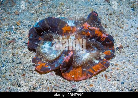 Corallo cerebrale aperto/piegato (Trachyphyllia geoffroyi) i colori vivaci sono causati dalle zooxantelle. Stretto di Lembeh, Sulawesi, Indonesia. Foto Stock