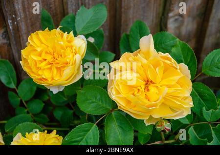 Arbusto giallo rosa 'Molineux' fiori in un giardino residenziale. Foto Stock