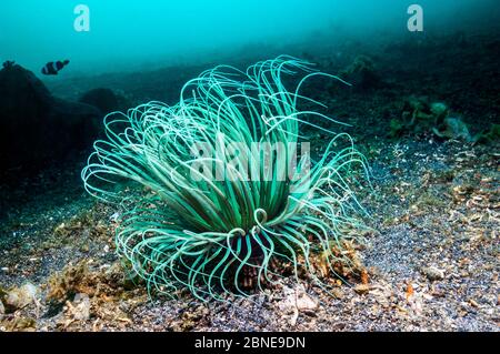 Anemone a tubo (Cerianthus sp) Lembeh, Sulawesi, Indonesia. Foto Stock