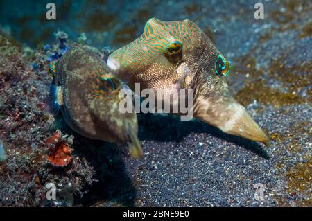 toby o Pufferfish di Bennett (Canthigaster bennetti) corteggiamento. Lembeh, Sulawesi, Indonesia. Foto Stock