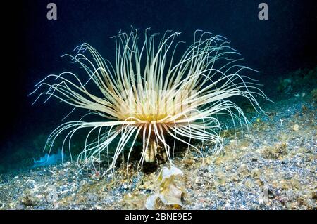 Anemone a tubo (Cerianthus sp) Lembeh, Sulawesi, Indonesia. Foto Stock