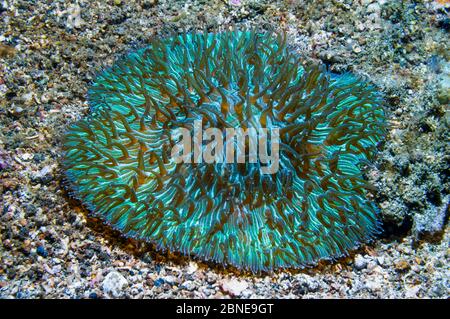 Corallo di funghi (Fungia molucensis) con polipi estesi, fluorescenti. Lembeh, Sulawesi, Indonesia. Foto Stock