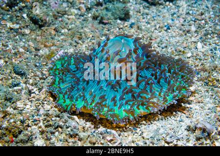 Corallo di funghi (Fungia molucensis) con polipi estesi, fluorescenti. Lembeh, Sulawesi, Indonesia. Foto Stock