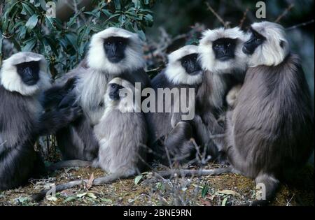 Langur centrale dell'Himalaya (Semnopithecus schistaceus) adulti e un bambino seduto a terra, montagne Himalayane Nepal. Foto Stock