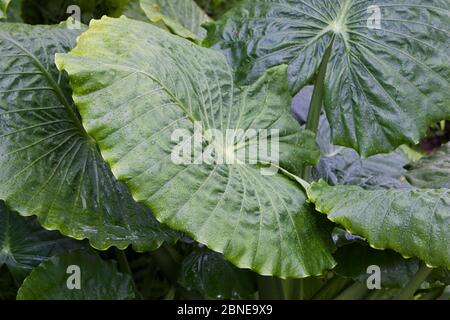 Foglie di taro asiatico (Alocasia odora), Isola di Yakushima, Giappone, dicembre. Foto Stock