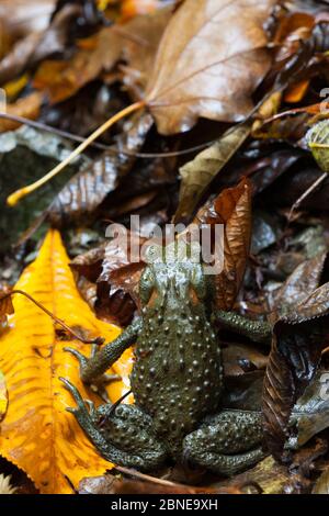 Il rospo giapponese (Bufo japonicus) sulle foglie, è diurno qui a causa della grande quantità di umidità, Parco Nazionale Yoshino-Kumano, Regione Kansai, Giappone, Foto Stock