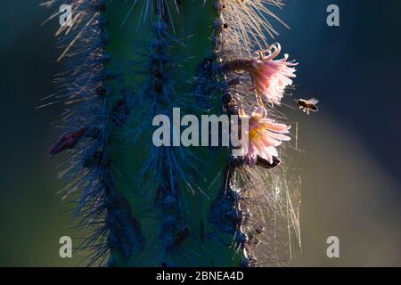 Senita (Lophocereus schotti) fiore con un'ape alla ricerca di polline, deserto di Vizcaino, Baja California, Messico, maggio. Foto Stock