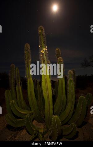 Senita cactus (Lophocereus / Pachycereus schottii) fioritura, di notte, deserto di Vizcaino, Baja California, Messico, maggio. Foto Stock