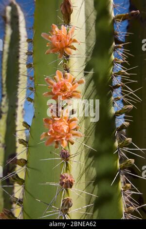 Senita cactus (Pachycereus Lophocereus schottii) primo piano di fiori e spine, deserto di Vizcaino, Baja California, Messico, maggio. Foto Stock