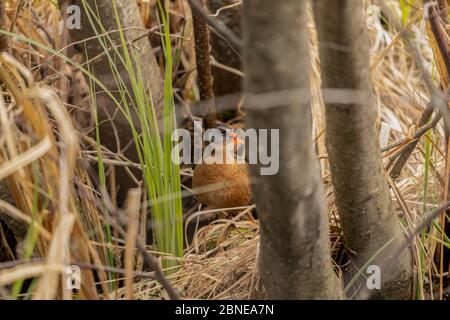 Il rai della Virginia (Rallus limicola) piccolo uccello d'acqua nella palude. Scena naturale dall'area protetta del Wisconsin. Foto Stock