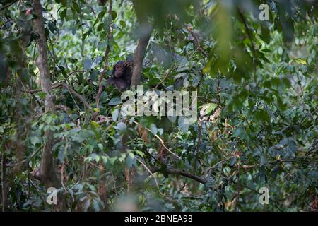 Chimpanzee giovanile (Pan troglodytes schweinfurthii) nel Nest, Parco Nazionale di Gombe, Tanzania, ottobre. Foto Stock