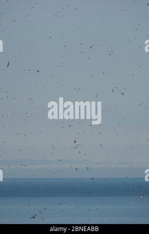 Uccelli marini, tra cui i gattini a zampe nere (Rissa tridactyla), le guillemots di Brunnich (Uria lomvia), i guillemots comuni (Uria aalge) e le suffine atlantiche Foto Stock