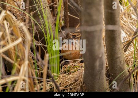 Il rai della Virginia (Rallus limicola) piccolo uccello d'acqua nella palude. Scena naturale dall'area protetta del Wisconsin. Foto Stock