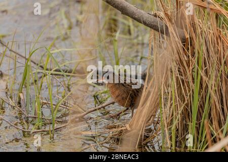 Il rai della Virginia (Rallus limicola) piccolo uccello d'acqua nella palude. Scena naturale dall'area protetta del Wisconsin. Foto Stock